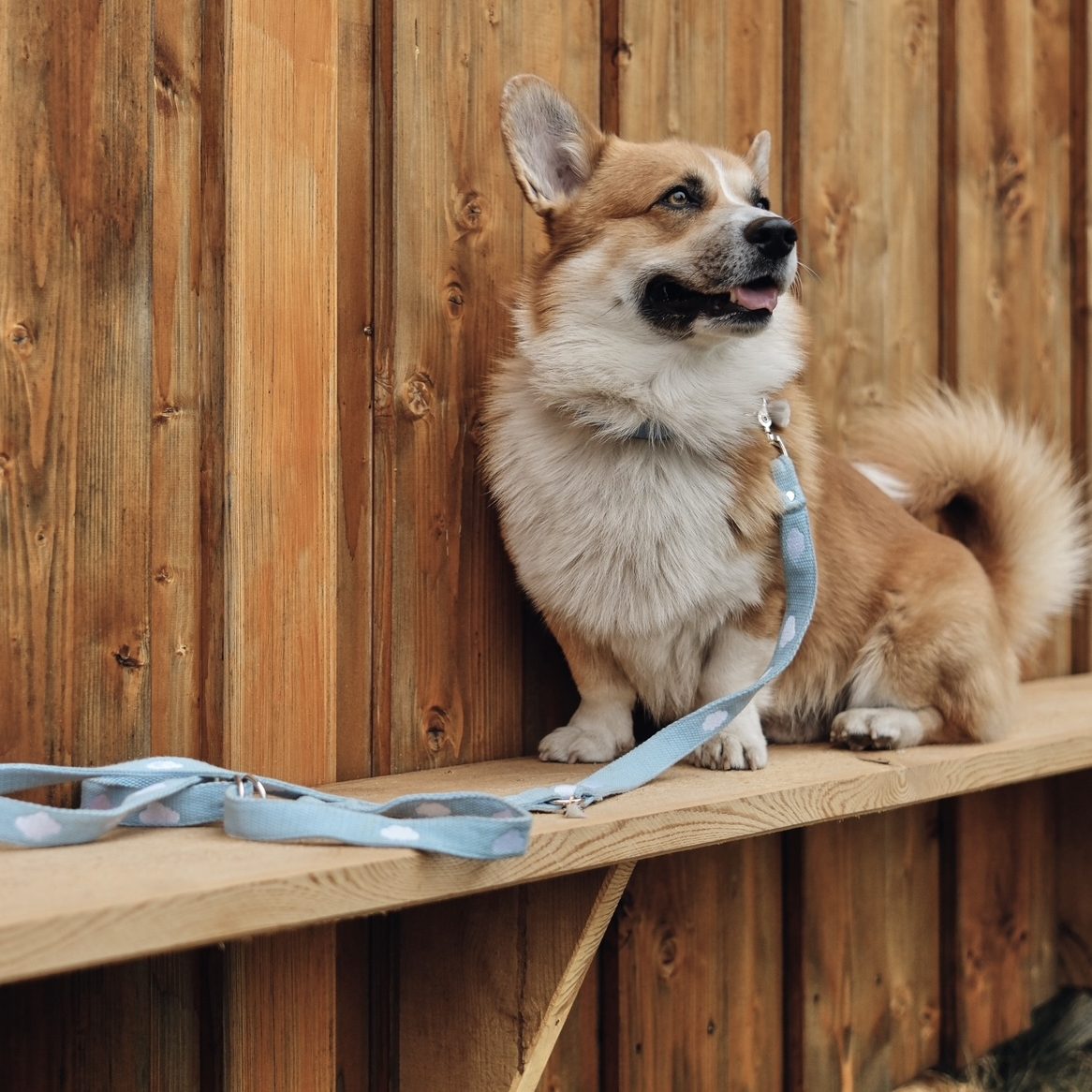 Nachhaltiges Hundegeschirr aus 100 % Baumwollgurtband – angenehm zu tragen & individuell bestickt.