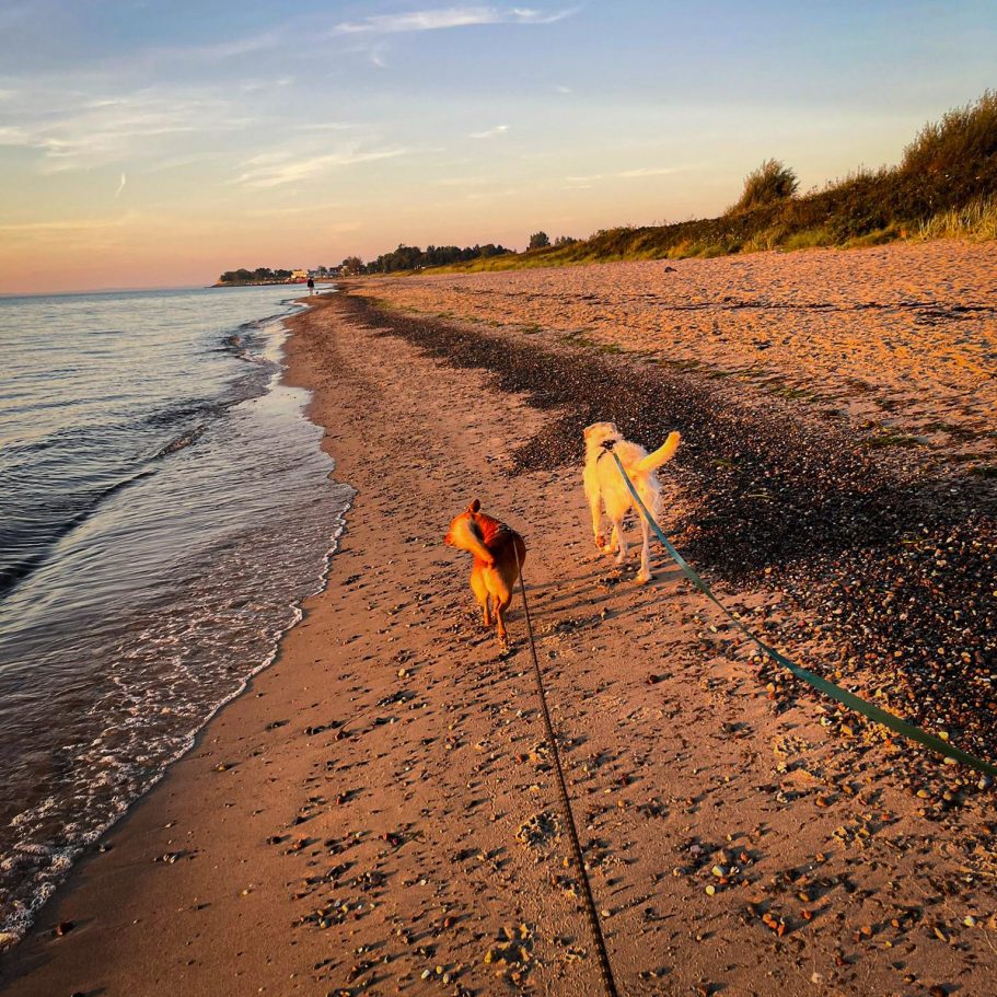 Urlaub mit Hund an der Ostsee – lange Spaziergänge am Sandstrand mit Vierbeinern.