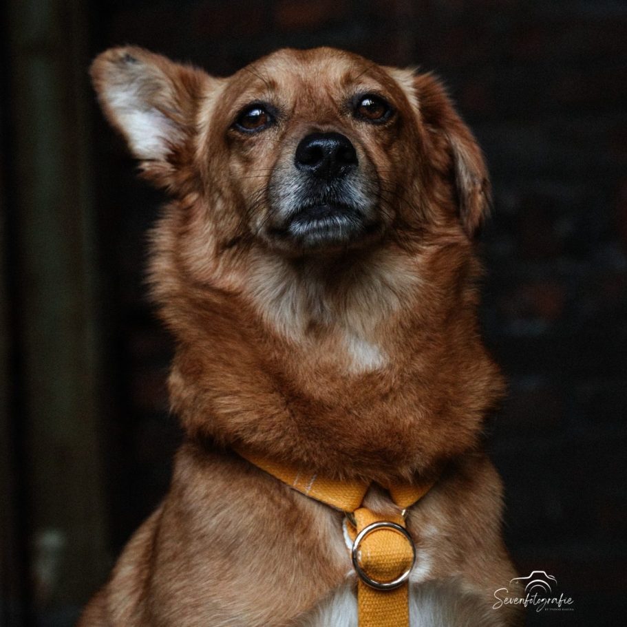 Professionelle Tierfotografie – Hund Jassi beim Shooting.