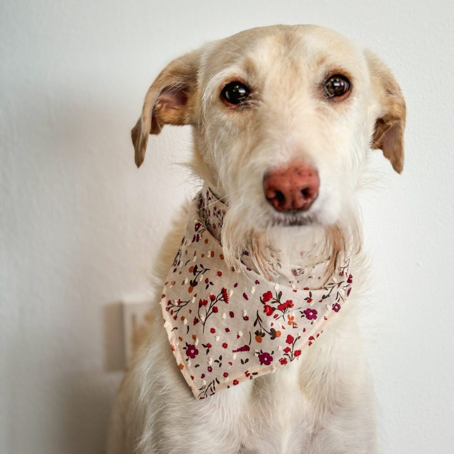Hund Fuchur trägt ein handgemachtes Hundehalstuch mit floralem Muster von Fussi Dogs.