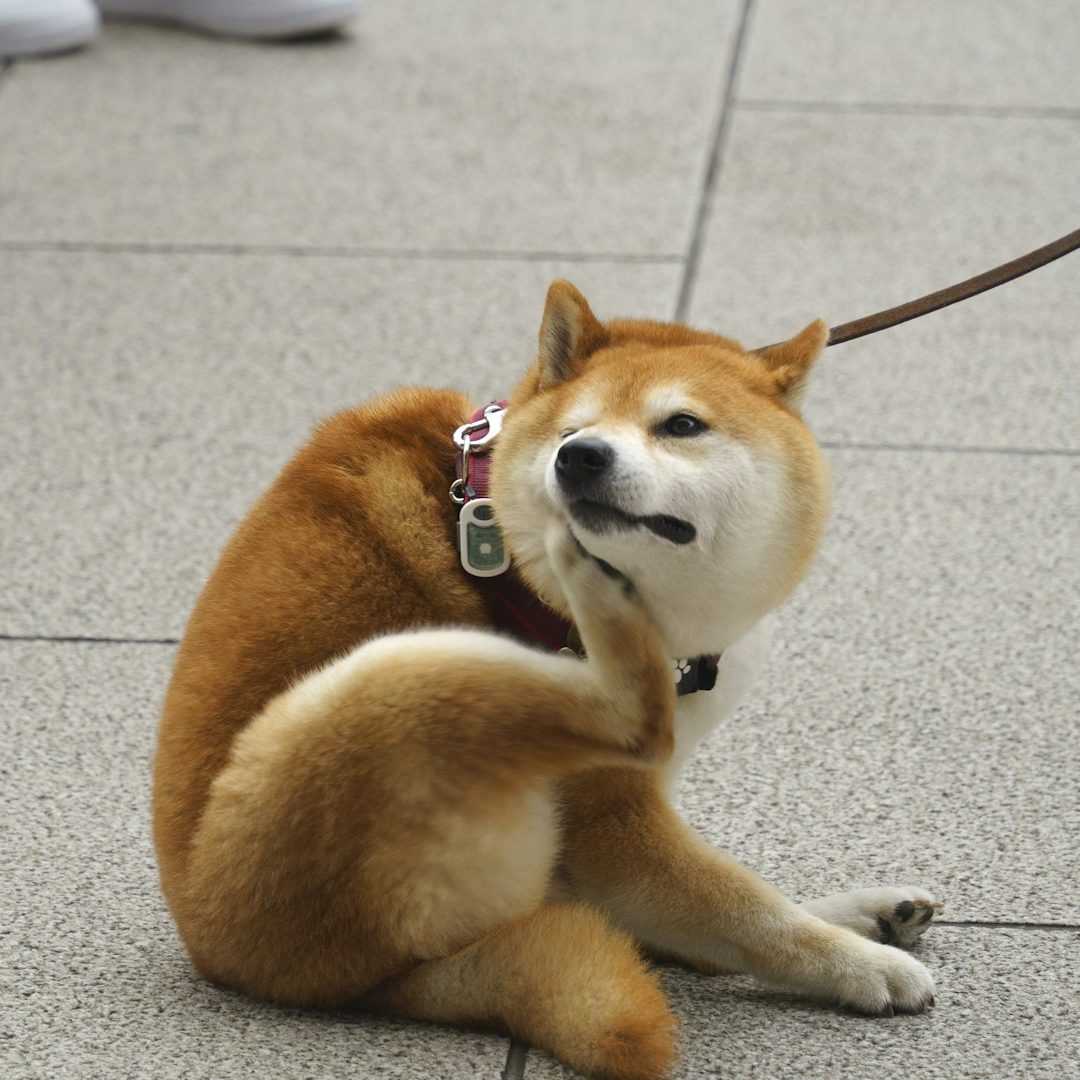 Fellanalyse Unverträglichkeitstest Hund Neuss
