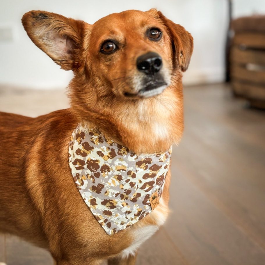 Hund Jassi trägt ein handgenähtes Halstuch aus der Leo-Kollektion von Fussi Dogs.