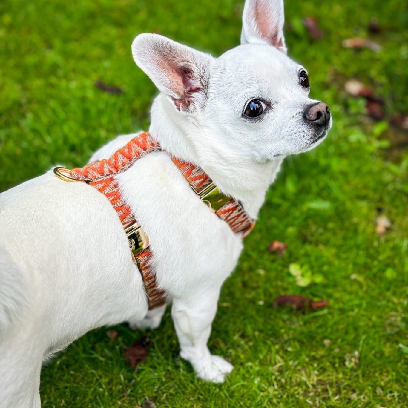 Nachhaltiges Hundegeschirr aus 100 % Baumwollgurtband – angenehm zu tragen & individuell bestickt.