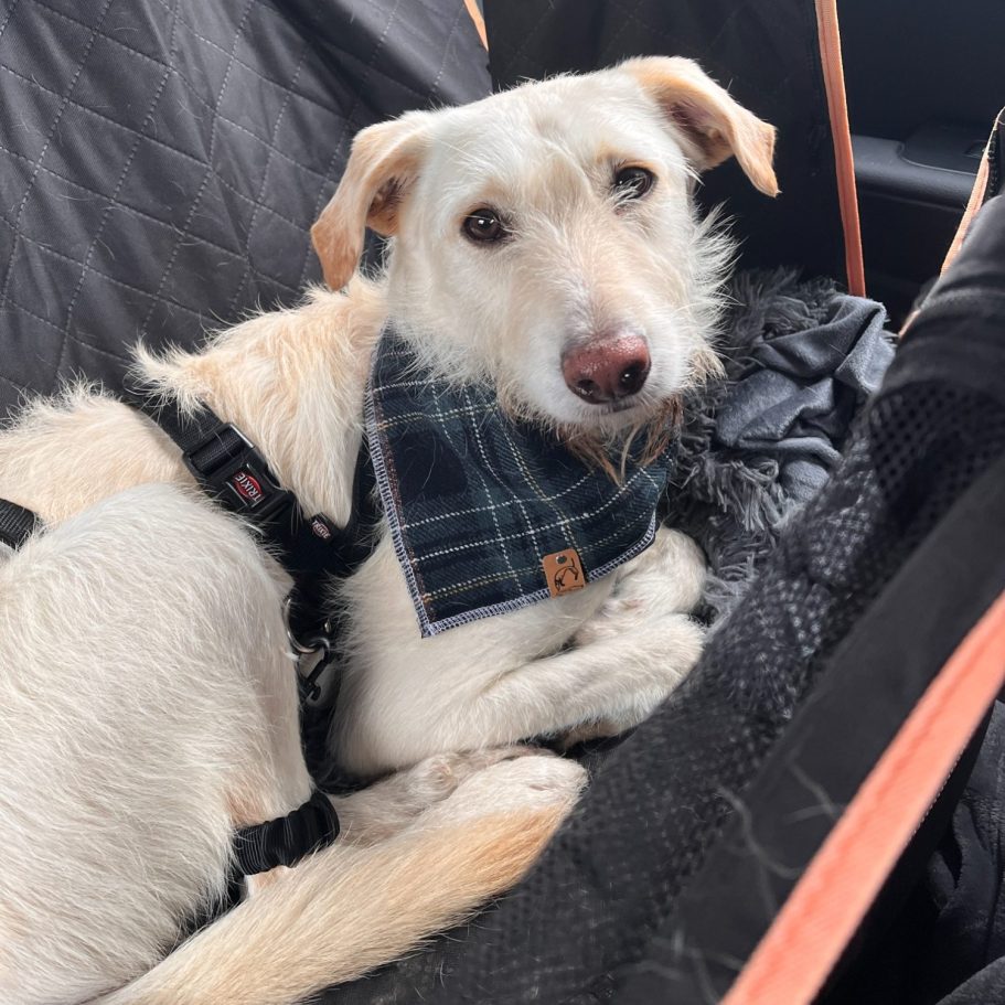 Hund Fuchur – ein geretteter Vierbeiner aus dem TINO EV Tierschutzverein.