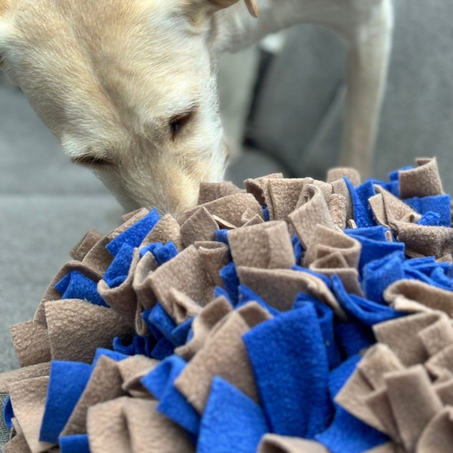 Schnüffelteppich für Hunde – artgerechte Beschäftigung für mehr mentale Auslastung.