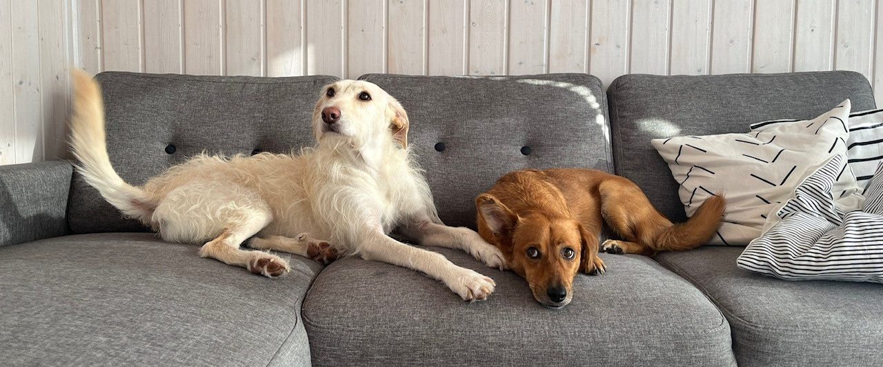 Hunde Fuchur und Jassi liegen auf einem Sofa