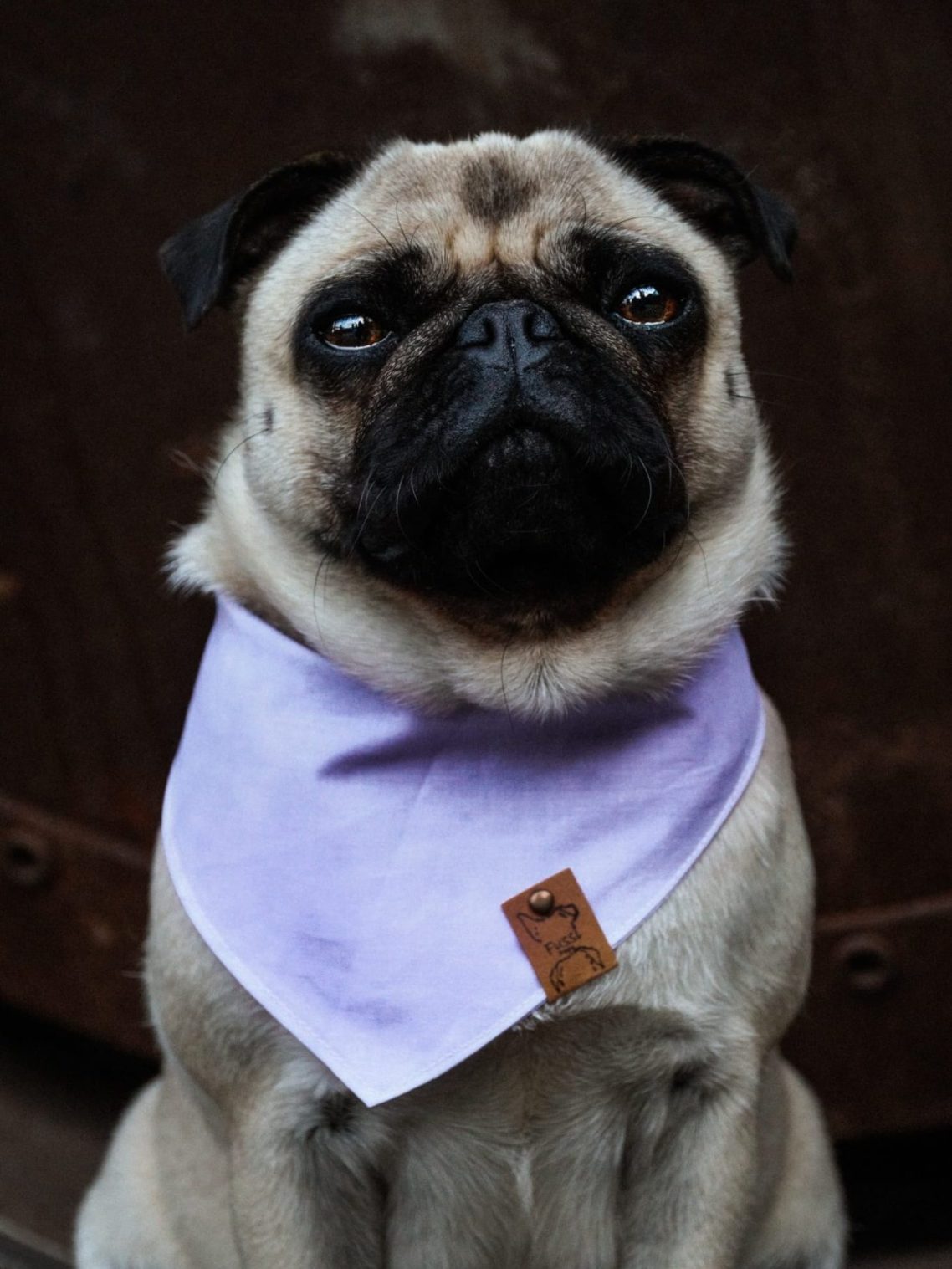 Hundefotografie mit Herz – Yvonne von Sevenfotografie mit ihrem Mops in Aktion.